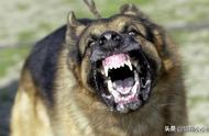 揭秘犬界霸主：攻击力最强的五种狗