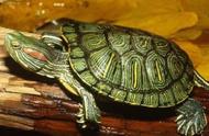 探索神秘现象：巴西龟杀手并不冷酷