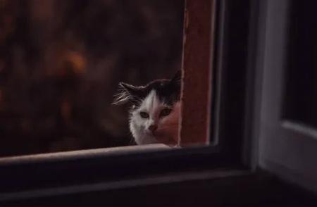 流浪猫的眼泪：揭开野猫生活的秘密