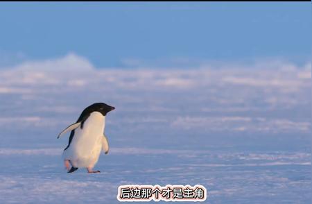 阿德利企鹅：高大威猛的南极之旅