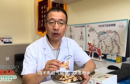 宠物中医师培训班：打造全能宠物医护专家