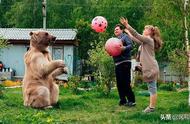 俄罗斯颁布禁令：养熊为宠物成历史