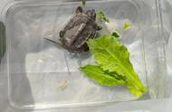 小乌龟出眠后的饮食恢复攻略