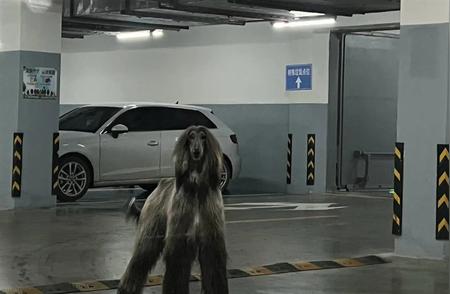 杭州女子小区车库惊险遭遇：一米高的阿富汗猎犬吓人一幕