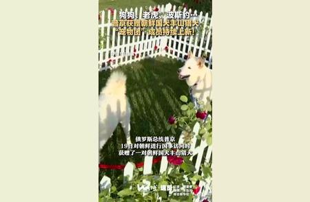 普京的宠物团再添新成员：朝鲜国犬丰山猎犬惊艳亮相