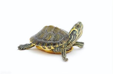 黄耳龟全方位解析：特点、品种与养护指南