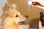 狗狗服用驱虫药后多久见效？