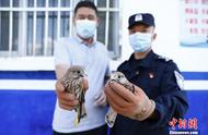 新疆民警英勇救助两只鹰隼幼崽，保护珍稀鸟类暖人心弦