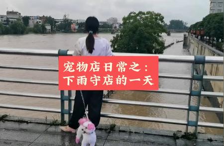 宠物店暴雨天的经营困境与挑战