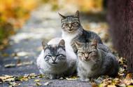 猫界遗弃之殇：揭秘最高弃养率的猫咪种类与背后原因！