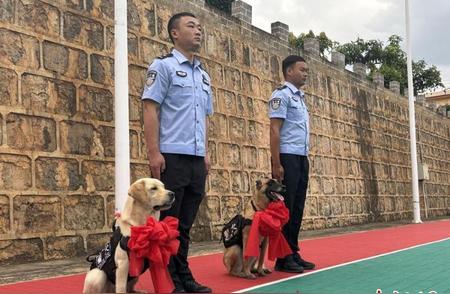 中缅边境保山：功勋犬协同守边疆，守护和平安宁