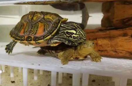 火焰龟：独特的宠物选择