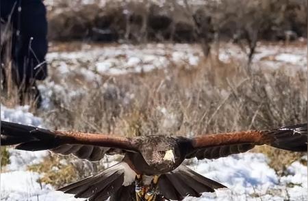 揭秘600万年前的阿根廷巨鹰：翼展长达7米的空中霸主