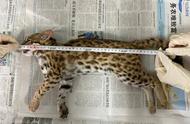 大鹏杨梅坑惊现珍稀野生豹猫，一只是否幸存？