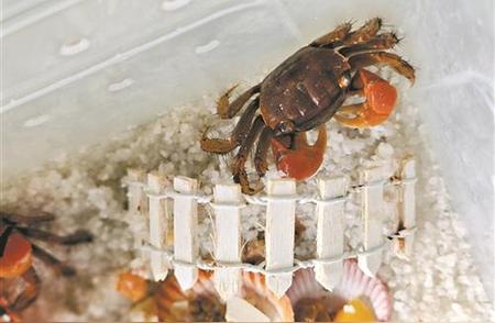 揭秘工位养蟹现象背后的原因