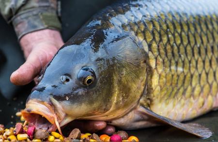 钓鱼高手教你如何选择饵料：季节与鱼情双调整策略！