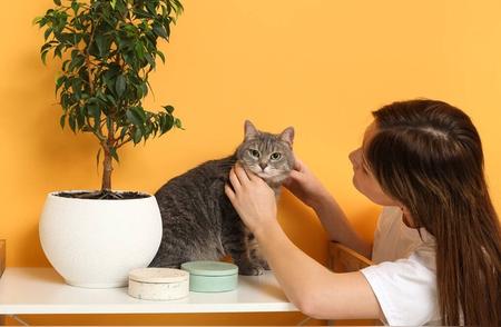 猫咪性格大解析：如何了解并理解你的猫咪？