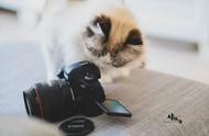 16只猫咪的摄影故事：捕捉喵星人的暖心瞬间