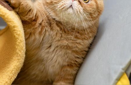 加菲猫品种独特魅力解析