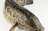 乡下野鱼揭秘：繁殖力惊人，神秘黑纹似蛇，为何少人养殖？