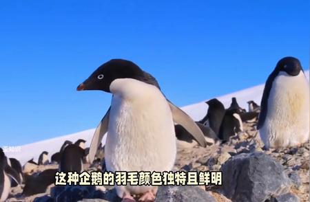 【揭秘】阿德利企鹅不为人知的原型真相曝光！
