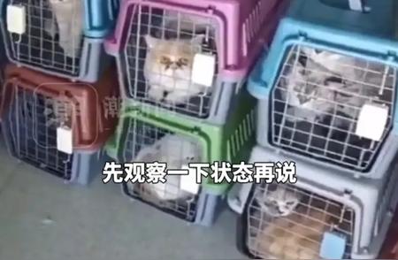男子凌晨在宠物医院遗弃28只猫，引发社会关注