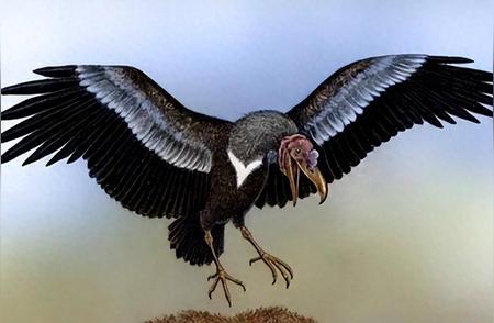 揭秘600万年前的阿根廷巨鹰：翼展长达7米，无敌之姿傲视天际