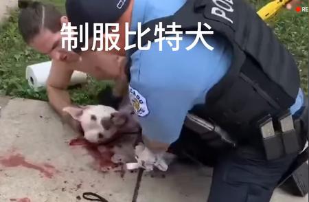 比特犬的惊人力量：连警察也难以制服