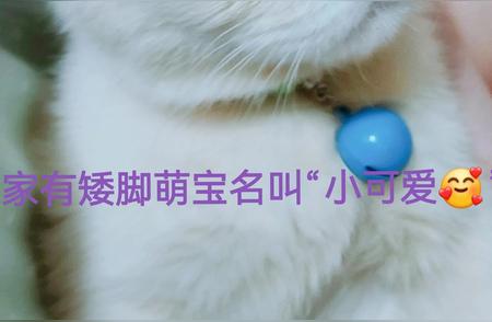 新手养猫指南：猫咪的叫声与身体语言深度解读