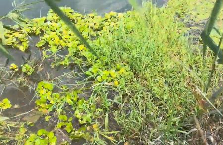 室外龟池避暑必备：高温天气下的植物选择指南