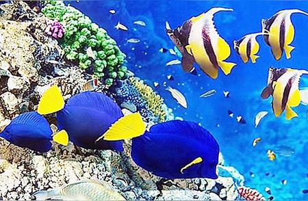 热带鱼的五彩斑斓世界