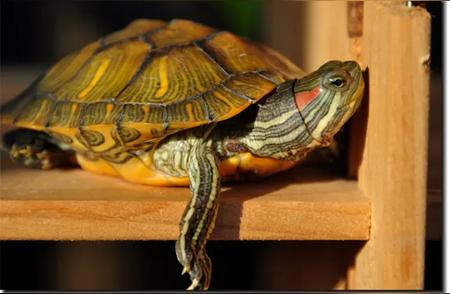 新手养龟指南：推荐最易养活的乌龟品种
