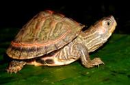 揭秘地球五大常见乌龟品种，你最喜欢哪一种？