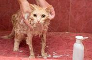 猫咪洗澡：如何保护皮肤健康？