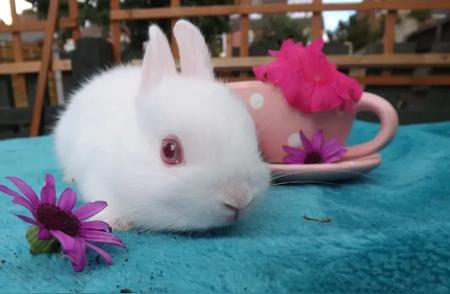 养兔新手指南：选择最适合的宠物兔子品种