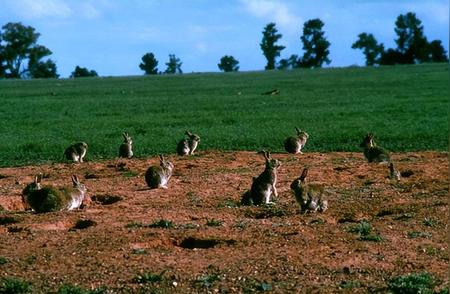 澳大利亚野兔成灾：人类如何应对？