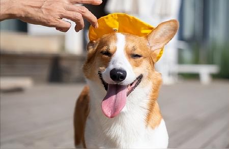 终极指南：如何养一只健康快乐的宠物狗