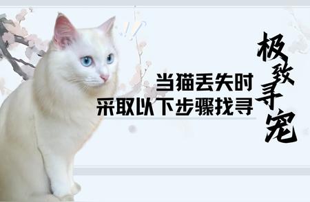 猫丢了怎么办？专业宠物寻找团队教你如何找回失猫