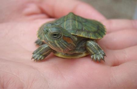 养龟术语详解：稚龟、龟苗、幼龟、亚成龟、成龟的含义