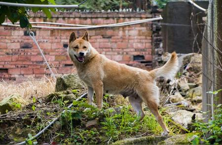 中华田园犬：国犬的魅力与故事