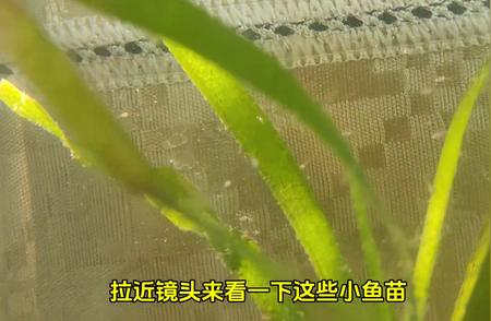 中国斗鱼繁殖过程详解：第8天的奇迹