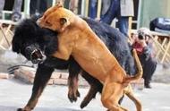 土佐犬VS比特犬：世界级猛犬的打架能力大比拼！