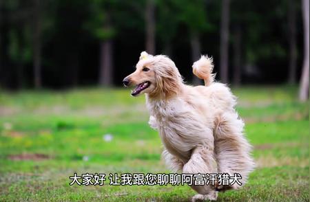 10个令人惊艳的阿富汗猎犬瞬间，让你的心灵瞬间被治愈！