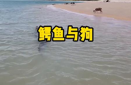 惊险瞬间：鳄鱼潜伏海水欲偷袭宠物狗