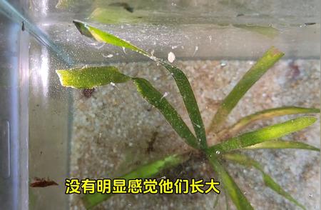 中国斗鱼繁殖过程详解：第10天的神奇变化