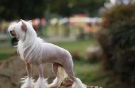 中国本土纯种狗：从被嫌弃到受外国人追捧的逆袭之路
