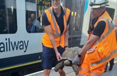 英国宠物龟惊现火车铁轨，四辆火车受影响