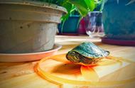 养龟初体验：巴西龟与草龟，你该如何选择？
