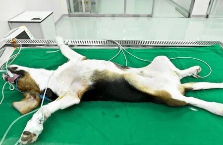 揭秘实验犬比格的血泪历程