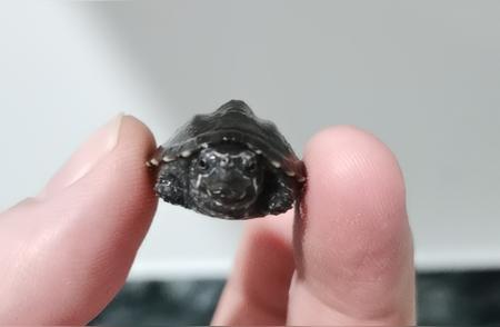 小户型福音！探索常见的小型宠物龟